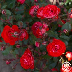 Veranda® Brilliant™ -Lovely Rose Shop Brilliant Veranda 20
