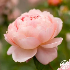 Carding Mill™ -Lovely Rose Shop Carding Mills 12