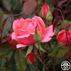 Heirloom Roses -Lovely Rose Shop Carefree Celebration 02