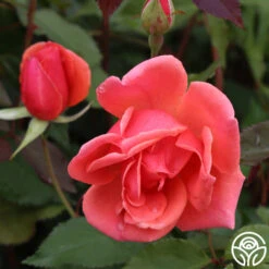 Carefree Celebration -Lovely Rose Shop Carefree Celebration 03