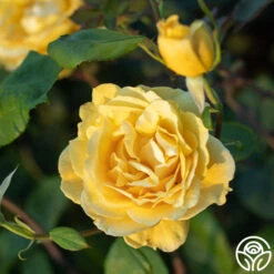 Ch-Ching! -Lovely Rose Shop Ch Ching 05