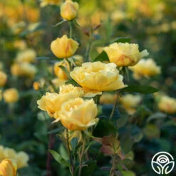 Ch-Ching! -Lovely Rose Shop Ch Ching 032