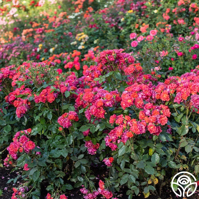 Cinco De Mayo 11 Cinco De Mayo - Image 9