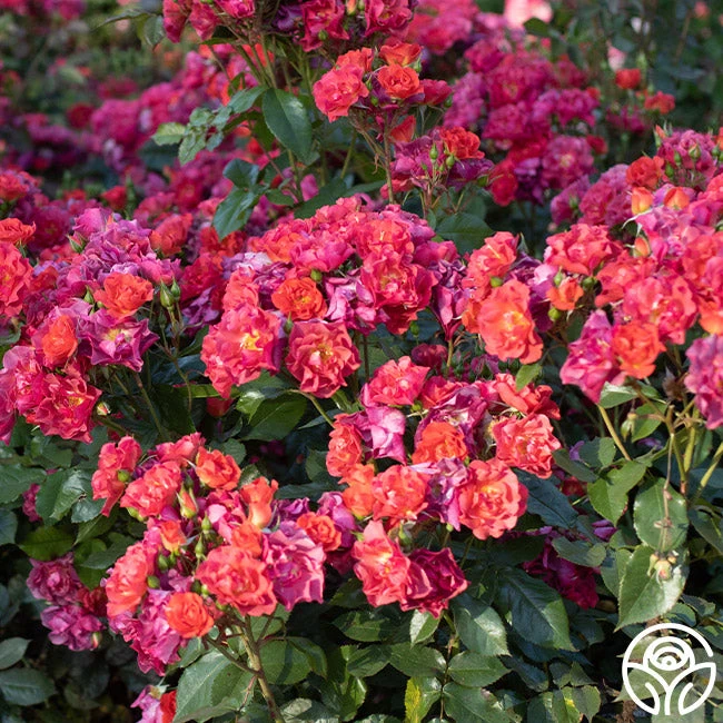 Cinco De Mayo 4 Cinco De Mayo - Image 2