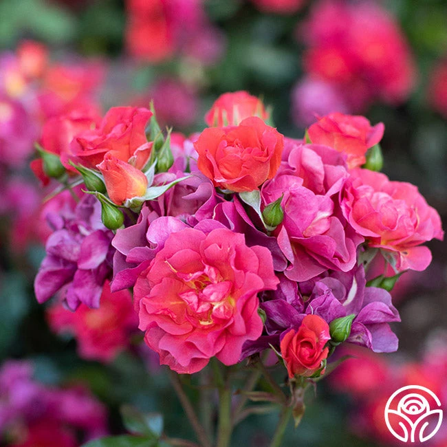 Cinco De Mayo 9 Cinco De Mayo - Image 7