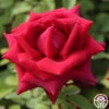 CL Crimson Glory -Lovely Rose Shop Cl Crimson Glory 18