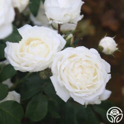 Cloud 10™ 17 Cloud 10™ -Lovely Rose Shop Cloud 10 011