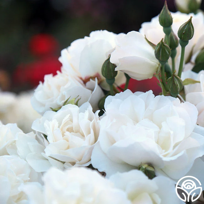 Cloud 10™ 4 Cloud 10™ - Image 2