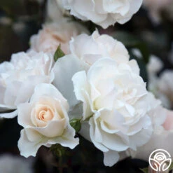 Cloud 10™ 19 Cloud 10™ -Lovely Rose Shop Cloud 10 06