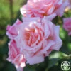 Compassion® 1 Compassion® -Lovely Rose Shop Compassion 11