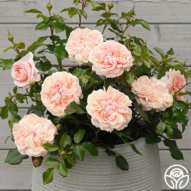 Veranda® Cream 4 Veranda® Cream - Image 2