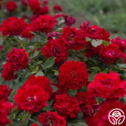 Dancing In The Dark™ -Lovely Rose Shop Dancing In The Dark 8