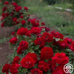 Dancing In The Dark™ -Lovely Rose Shop Dancing In The Dark 81