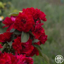 Dancing In The Dark™ -Lovely Rose Shop Dancing In The Dark 815