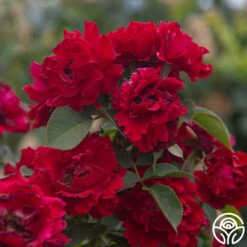 Dancing In The Dark™ -Lovely Rose Shop Dancing In The Dark 85