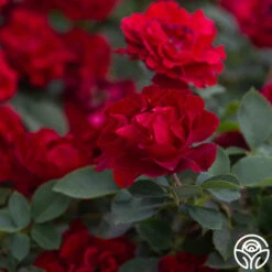 Dancing In The Dark™ -Lovely Rose Shop Dancing In The Dark 888