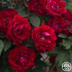 Dancing In The Dark™ -Lovely Rose Shop Dancing In The Dark 89