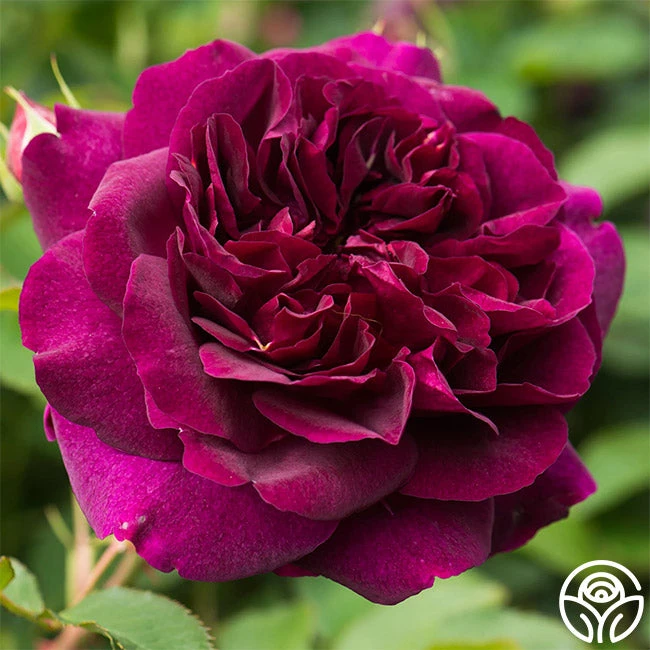 Darcey Bussell 3 Darcey Bussell