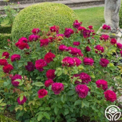 Darcey Bussell 18 Darcey Bussell -Lovely Rose Shop Darcy Bussell 11