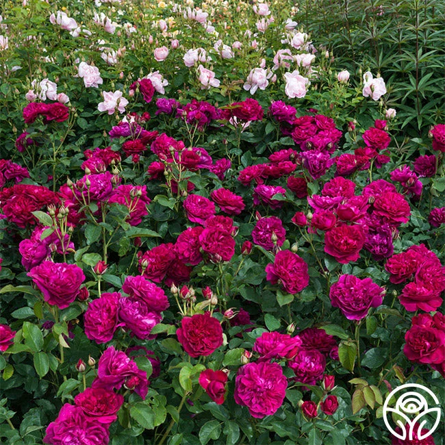 Darcey Bussell 4 Darcey Bussell - Image 2