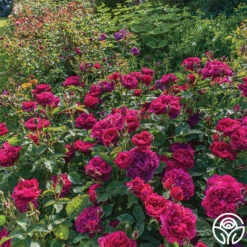 Darcey Bussell 23 Darcey Bussell -Lovely Rose Shop Darcy Bussell 2