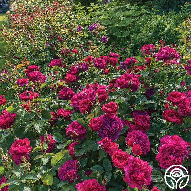 Darcey Bussell 13 Darcey Bussell - Image 11