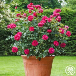 Darcey Bussell 16 Darcey Bussell -Lovely Rose Shop Darcy Bussell 3