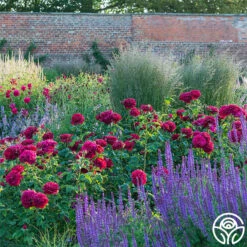 Darcey Bussell 21 Darcey Bussell -Lovely Rose Shop Darcy Bussell 6
