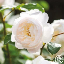 Desdemona -Lovely Rose Shop Desdemona 10