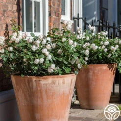 Desdemona -Lovely Rose Shop Desdemona 11