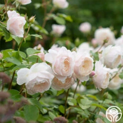 Desdemona -Lovely Rose Shop Desdemona 3