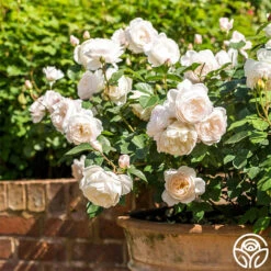 Desdemona -Lovely Rose Shop Desdemona 5