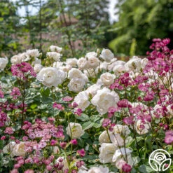 Desdemona -Lovely Rose Shop Desdemona 6