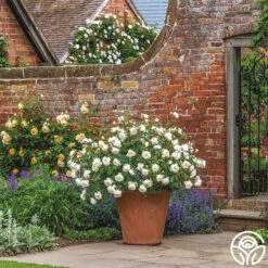 Desdemona -Lovely Rose Shop Desdemona 8