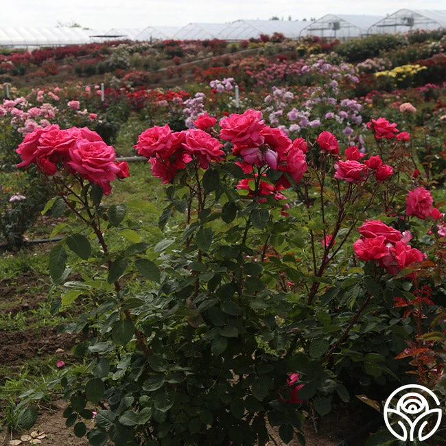 Electron® 11 Electron® - Image 9