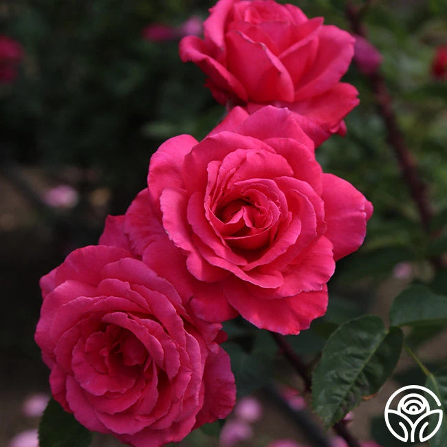 Electron® 4 Electron® - Image 2