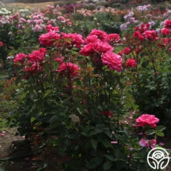 Electron® 16 Electron® -Lovely Rose Shop Electron 07