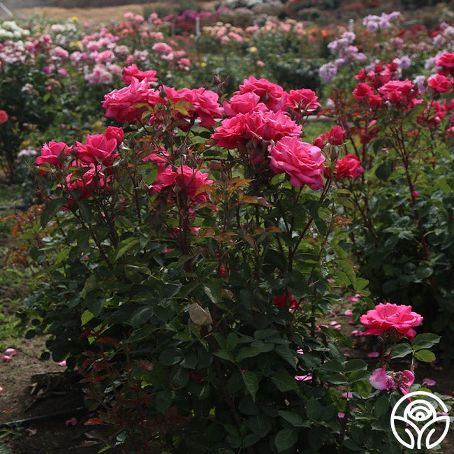 Electron® 5 Electron® - Image 3