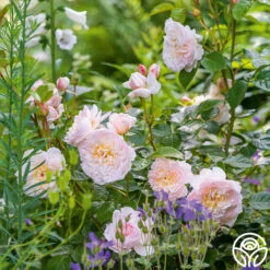 Emily Brontë -Lovely Rose Shop Emily Bronte 2