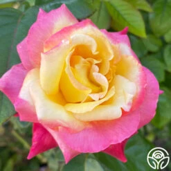 Enchanted Peace™ 9 Enchanted Peace™ -Lovely Rose Shop Enchanted Peace 013