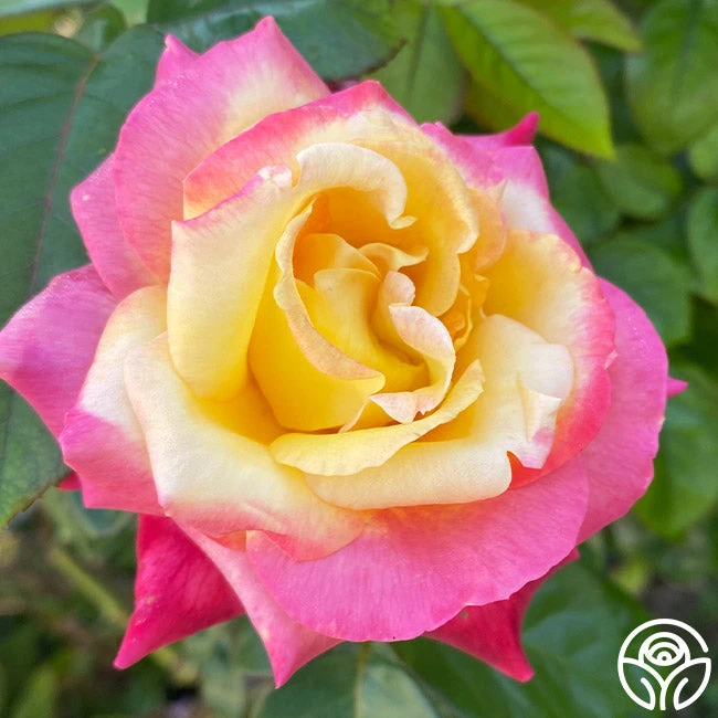 Enchanted Peace™ 6 Enchanted Peace™ - Image 4