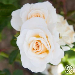 French Lace™ 9 French Lace™ -Lovely Rose Shop French Lace 11 72399377 46d1 43fc b64c aabac067703c