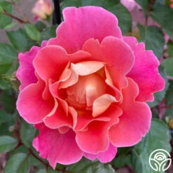 Fruity Petals™ 7 Fruity Petals™ -Lovely Rose Shop Fruity Petal2 13