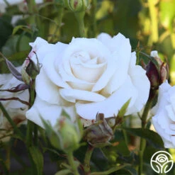 Full Sail 25 Full Sail -Lovely Rose Shop Full Sail 11