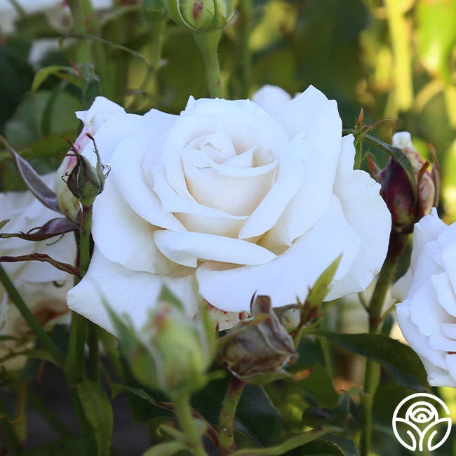 Full Sail 14 Full Sail - Image 12