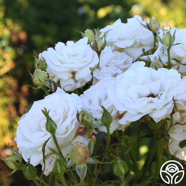 Full Sail 9 Full Sail - Image 7