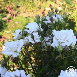 Full Sail 23 Full Sail -Lovely Rose Shop Full Sail 13