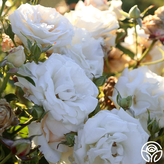 Full Sail 11 Full Sail - Image 9