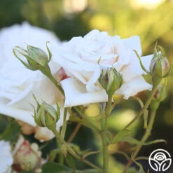 Full Sail 17 Full Sail -Lovely Rose Shop Full Sail 16