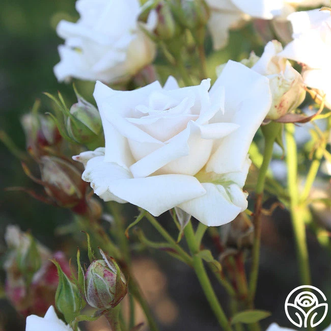 Full Sail 10 Full Sail - Image 8